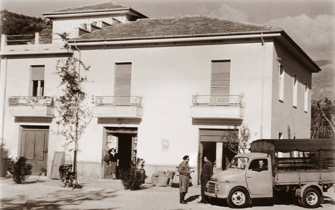Raccolta olive - materie prime